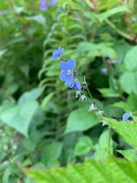 Blue poppy