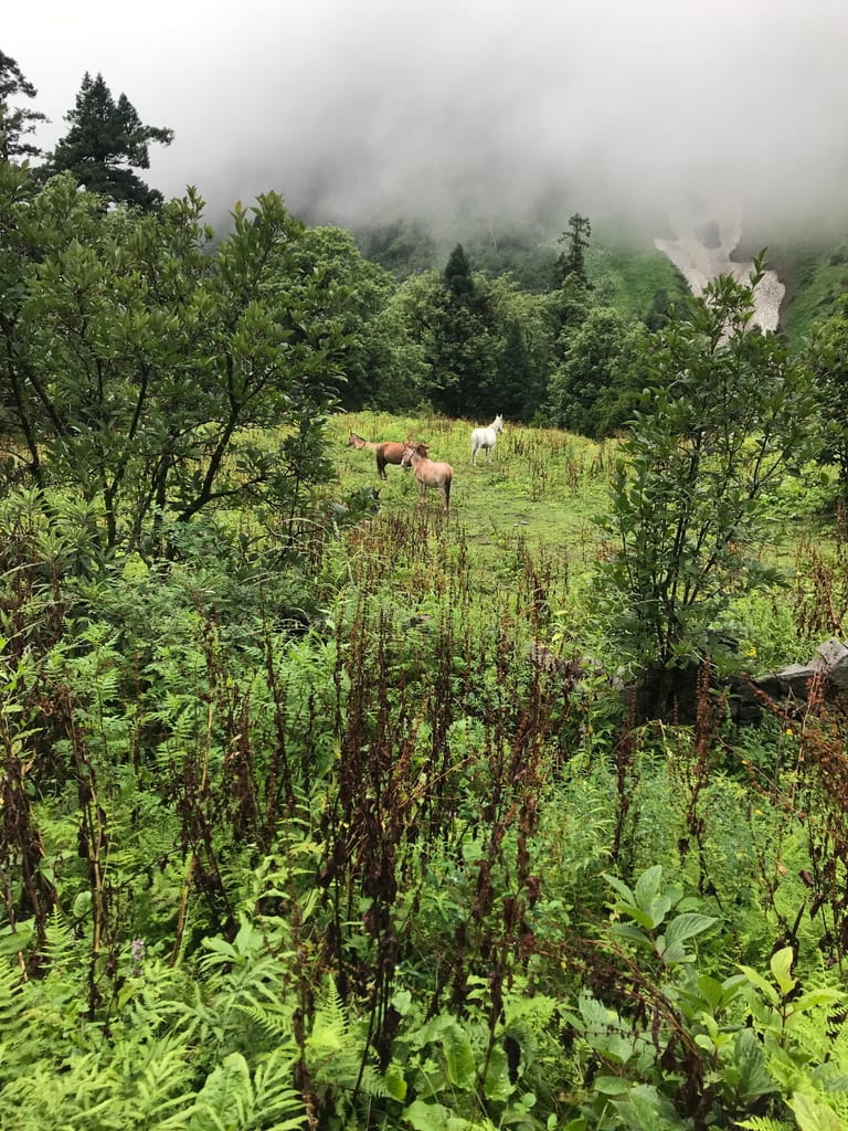 Horse grazing